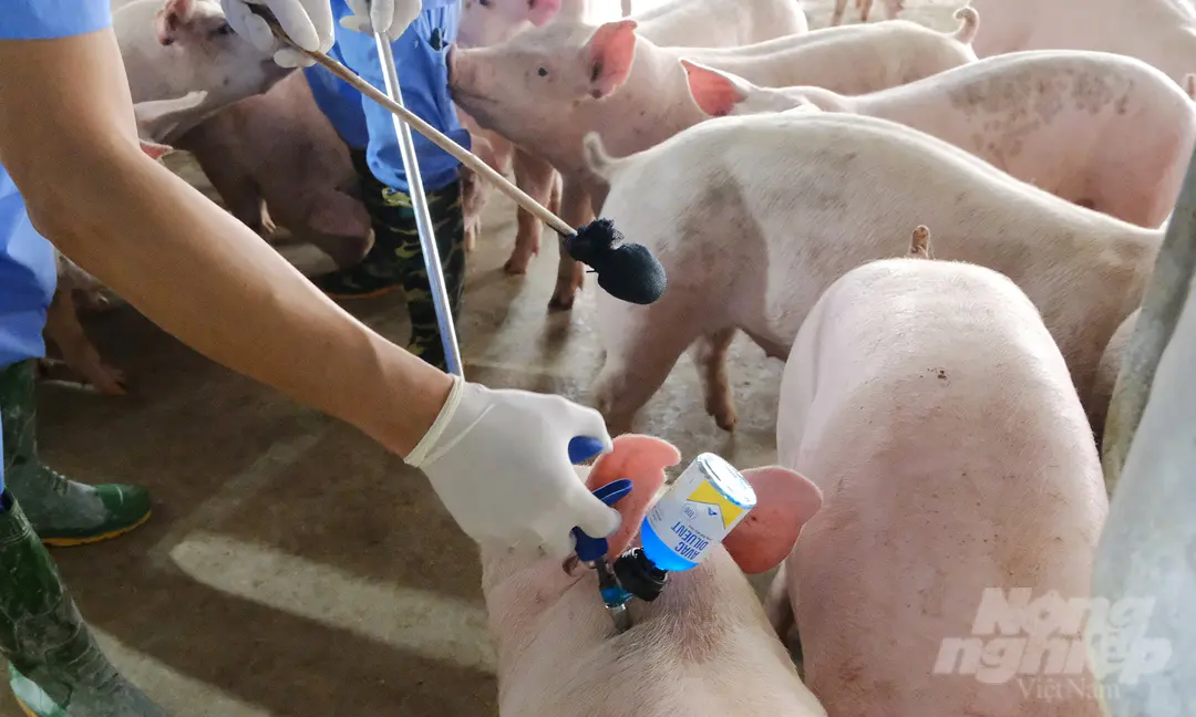 Thứ trưởng Phùng Đức Tiến kiểm tra tình hình tiêm vacxin dịch tả lợn châu Phi