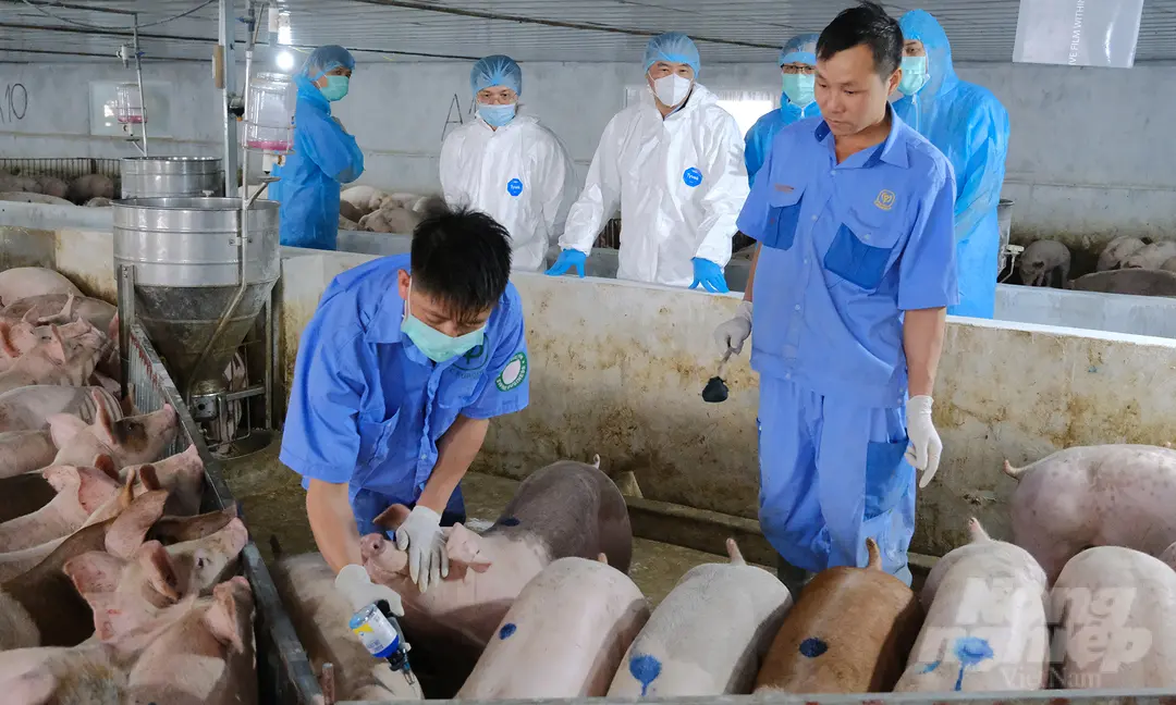 Thứ trưởng Phùng Đức Tiến kiểm tra tình hình tiêm vacxin dịch tả lợn châu Phi