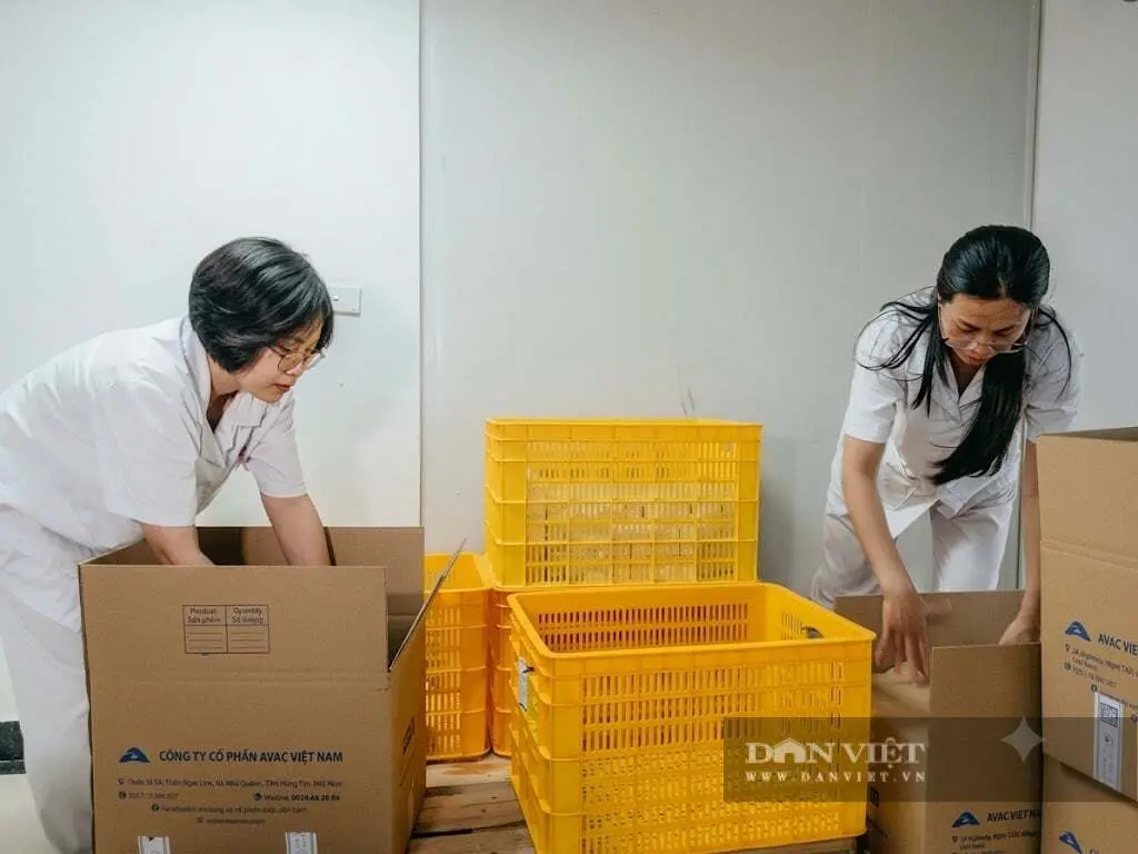 AVAC ASF LIVE – Vắc xin phòng bệnh dịch tả lợn châu Phi đầu tiên trên thế giới được thương mại hoá quốc tế