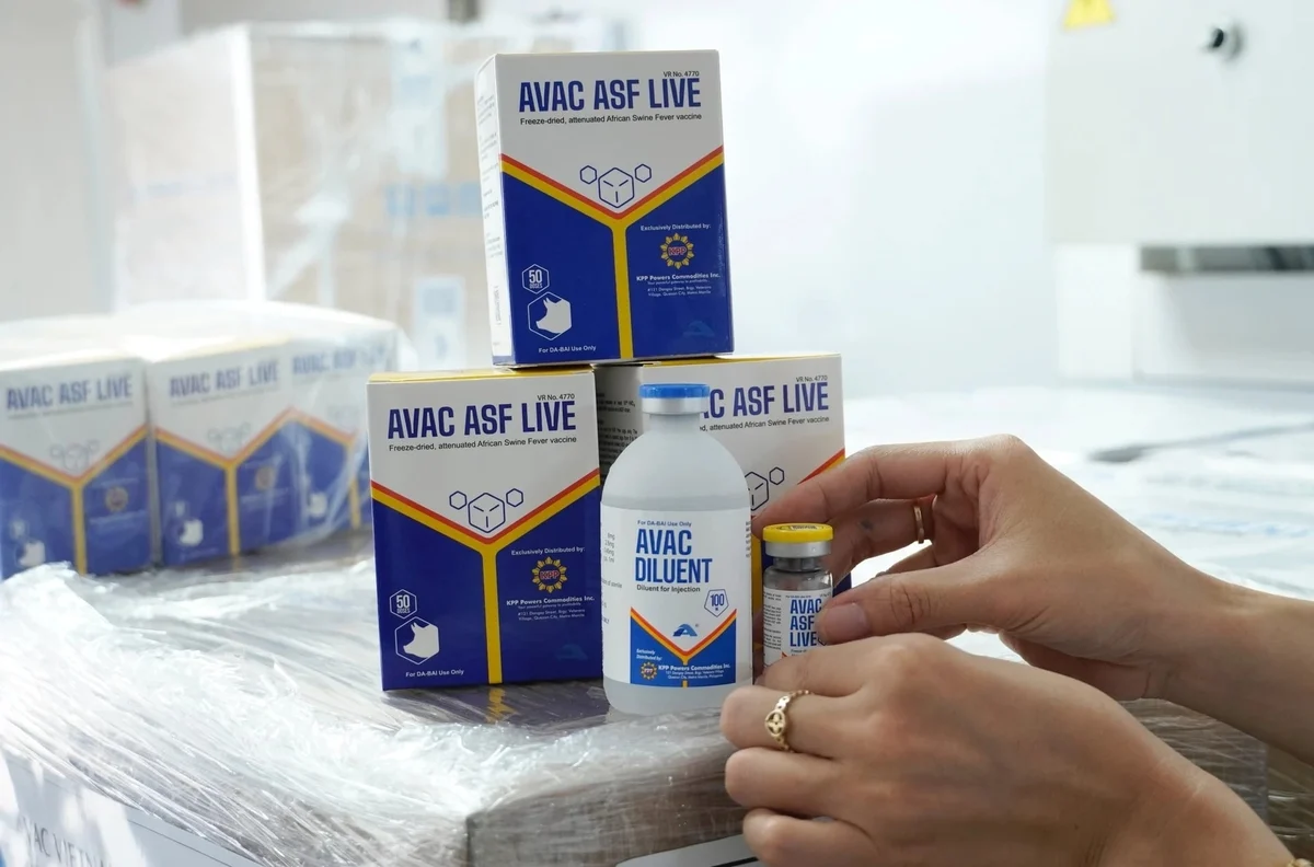 Vaccine sống nhược độc phòng ASF: Quan điểm sử dụng và định hướng chiến lược