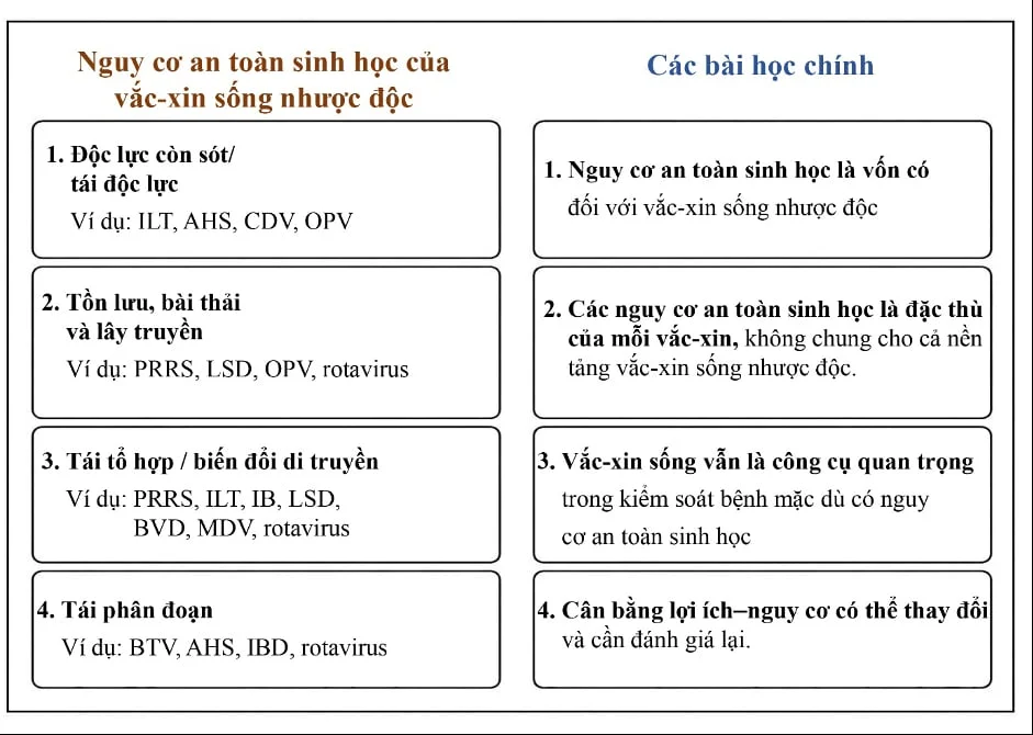 Vaccine sống nhược độc phòng ASF: Quan điểm sử dụng và định hướng chiến lược