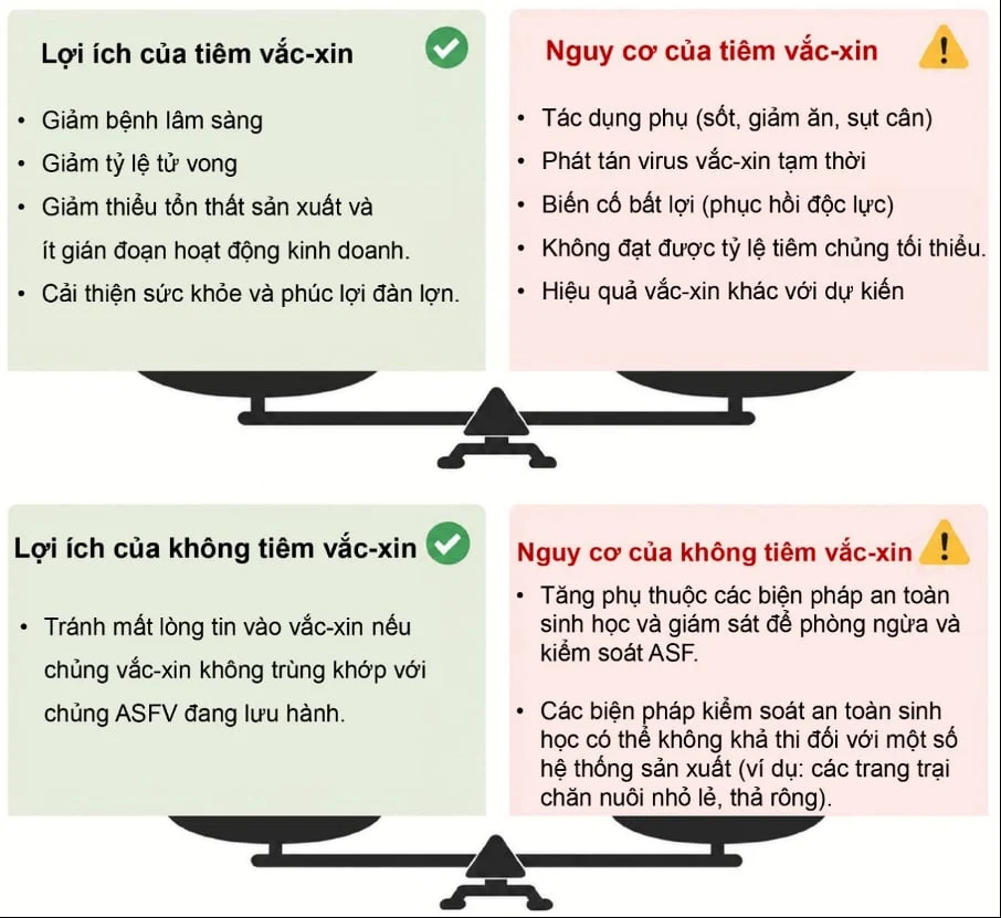Vaccine sống nhược độc phòng ASF: Quan điểm sử dụng và định hướng chiến lược