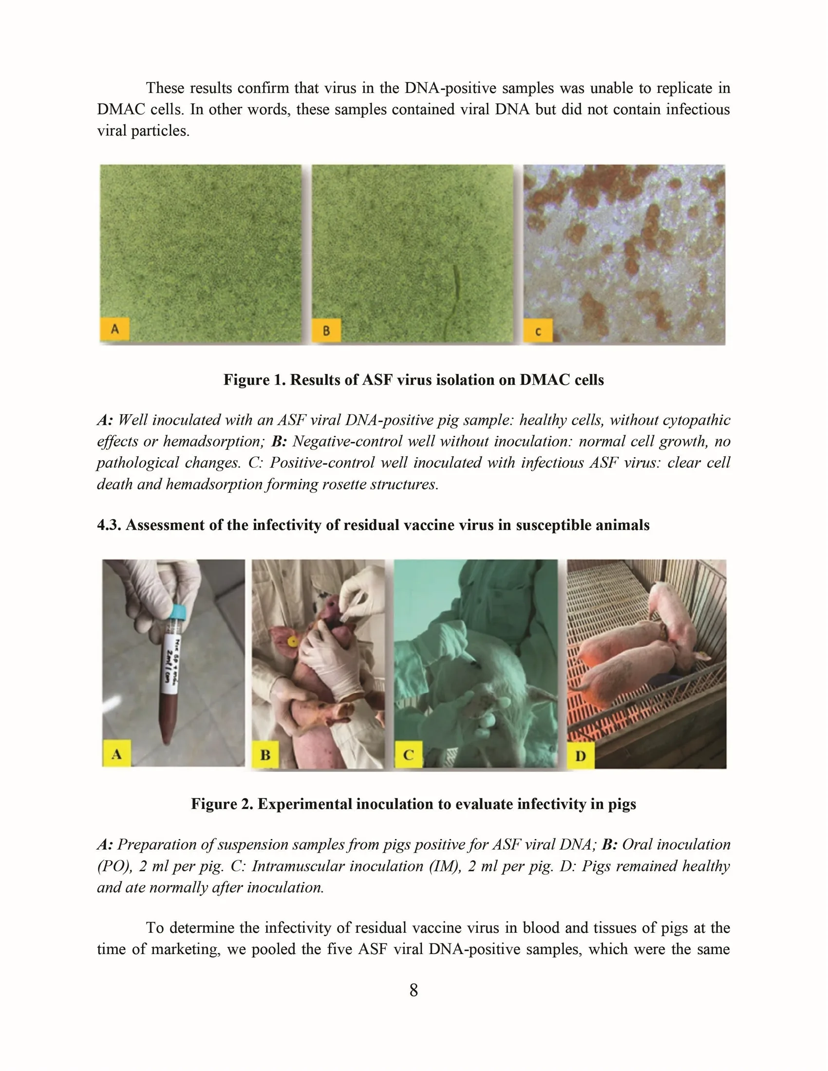 Evaluation of the persistence of AVAC ASF LIVE vaccine virus