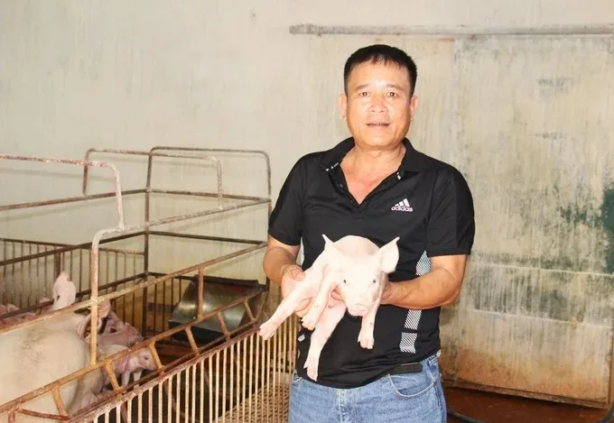 Farmers would even leave livestock farming without ASF vaccines