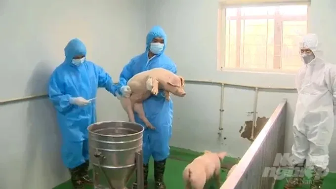 Sử dụng hiệu quả vacxin trong phòng, chống dịch bệnh động vật