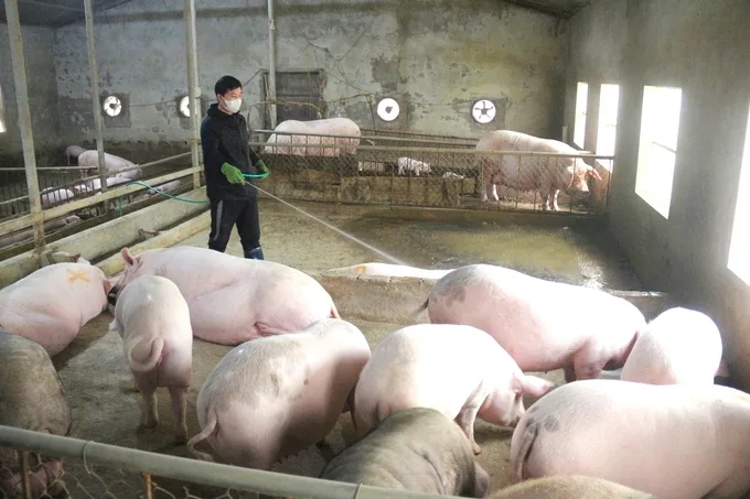 Người chăn nuôi lợn được ‘giải vây’ nhờ vacxin