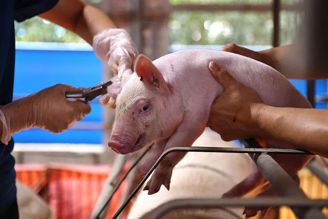 Philippines dự kiến cấp phép thương mại vaccine ASF của AVAC Việt Nam trong quý III