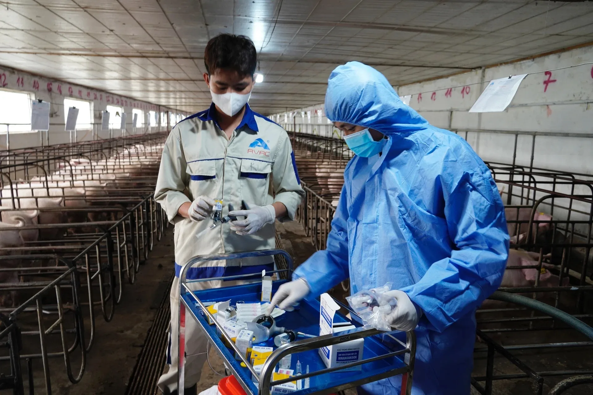 Tiêm thử nghiệm vacxin AVAC ASF LIVE cho lợn giống