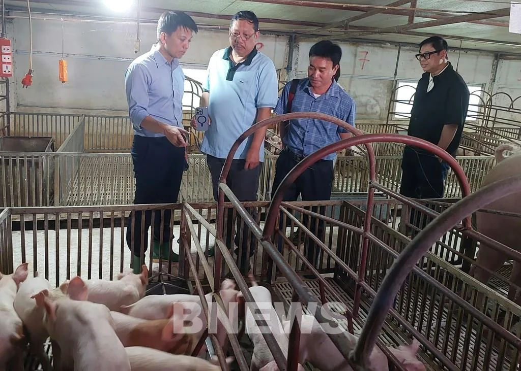 Philippines sắp nhập khẩu tiếp 150.000 liều vaccine dịch tả lợn châu Phi của Việt Nam