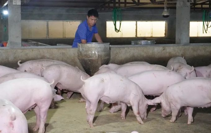 Nuôi lợn nông hộ có thêm phao nhờ vacxin ASF: Còn nước còn tát không ngờ vớ được ‘bí kíp’