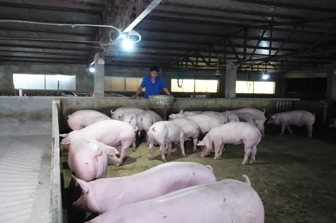 Nuôi lợn nông hộ có thêm phao nhờ vacxin ASF: Còn nước còn tát không ngờ vớ được ‘bí kíp’