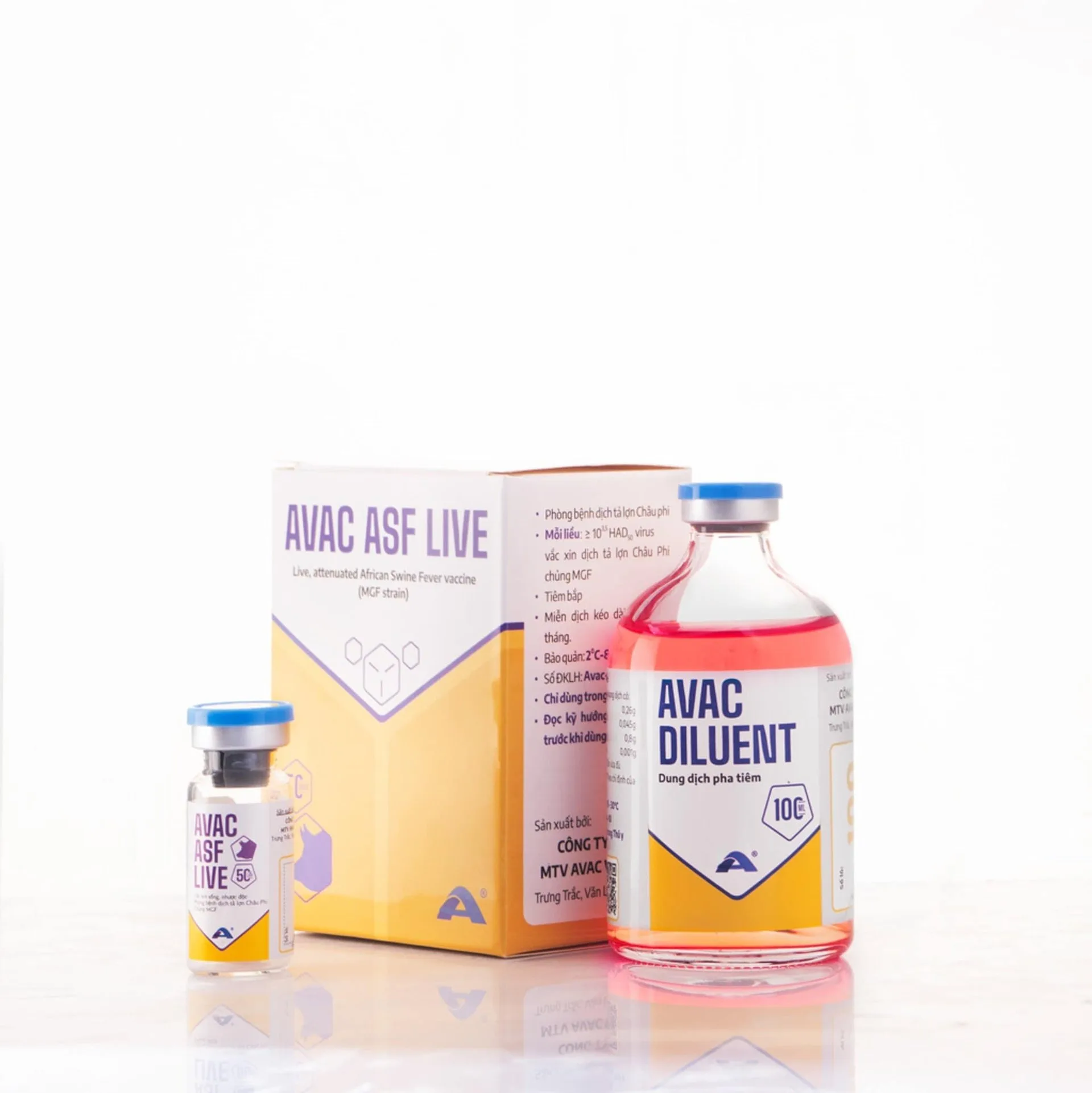 Tiêm vaccine dịch tả lợn châu Phi AVAC ASF LIVE theo quy trình chuẩn, có giám sát sẽ đạt được bảo hộ cao nhất