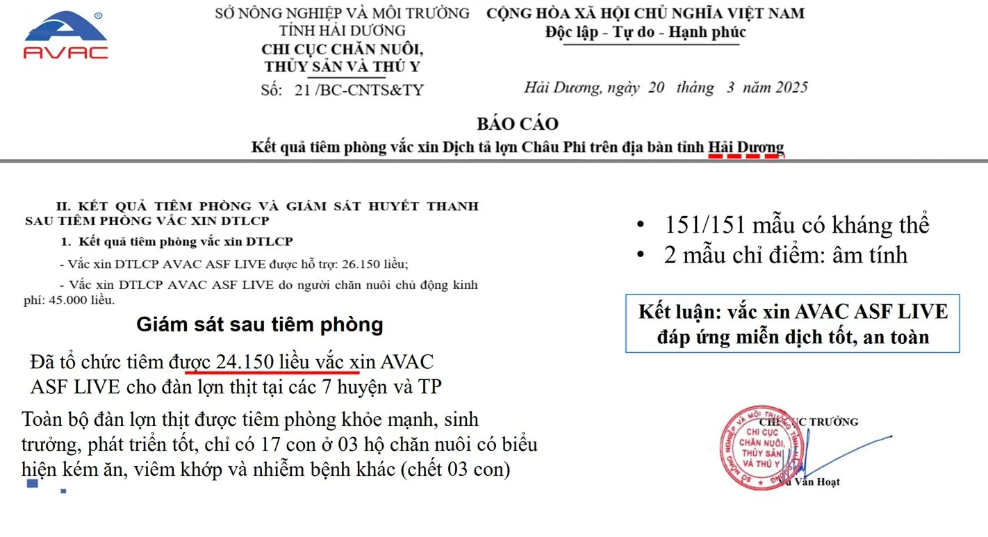 Tiêm phòng sớm vaccine AVAC ASF LIVE, một nông dân ở Hải Phòng giúp đàn lợn thoát