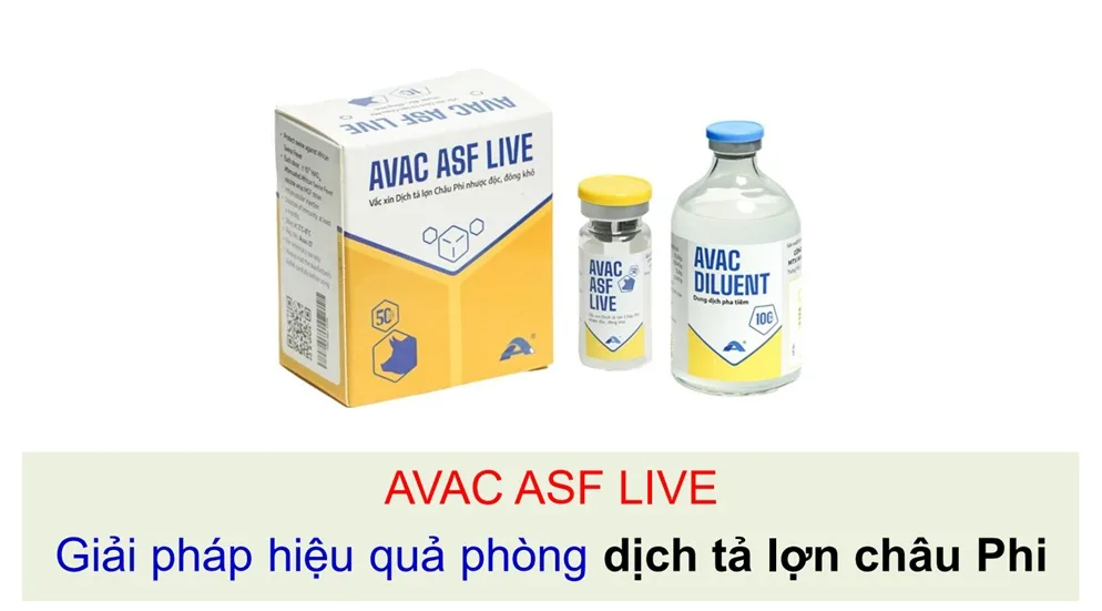 Tiêm phòng sớm vaccine AVAC ASF LIVE, một nông dân ở Hải Phòng giúp đàn lợn thoát