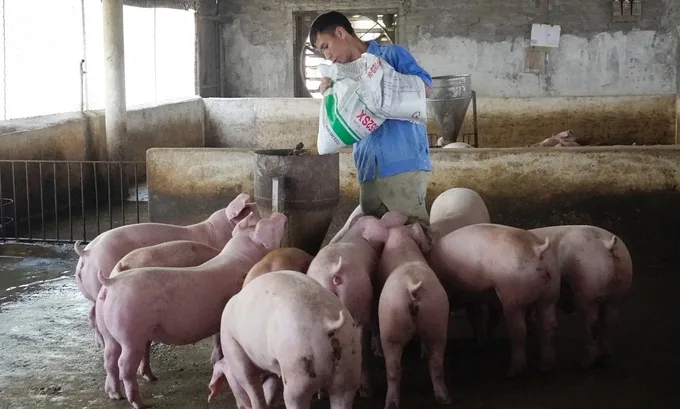 Pig farming households gain a new lifeline with ASF vaccine