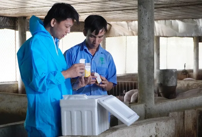 Pig farming households gain a new lifeline with ASF vaccine