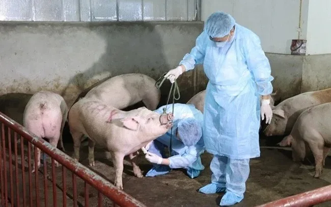 Kiến nghị đưa dịch tả lợn Châu Phi vào diện tiêm phòng bắt buộc