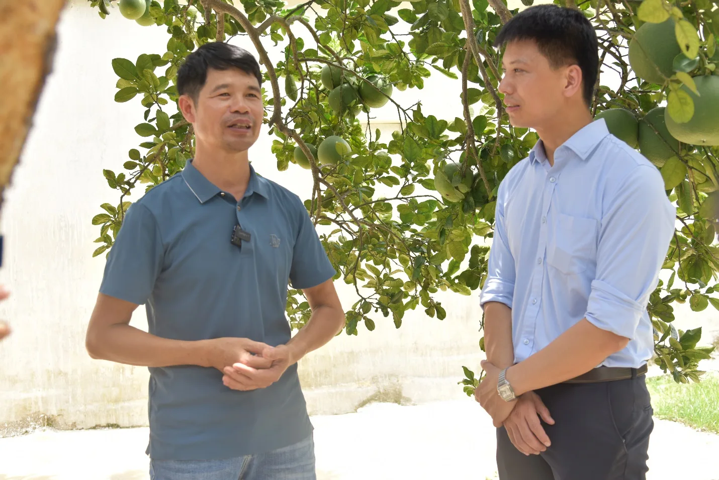 Mỹ Đức (Hà Nội): Người dân yên tâm chăn nuôi lợn sau tiêm vắc xin AVAC ASF LIVE phòng bệnh Dịch tả lợn châu Phi