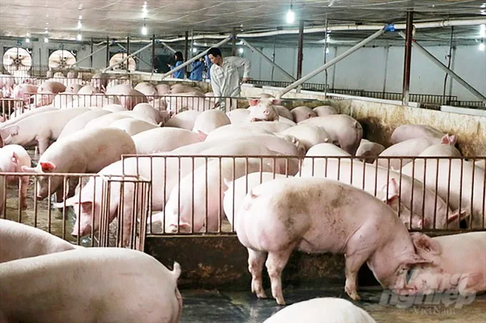 Chăn nuôi quay cuồng thoát vòng xoáy dịch bệnh
