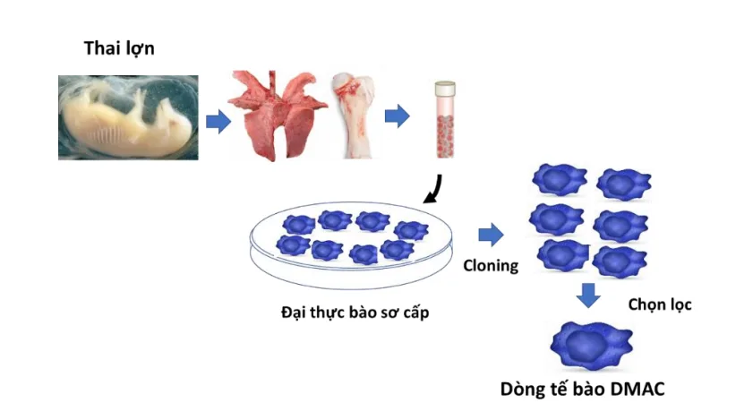 Nghiên cứu và sản xuất vắc-xin Dịch tả lợn châu Phi AVAC ASF LIVE
