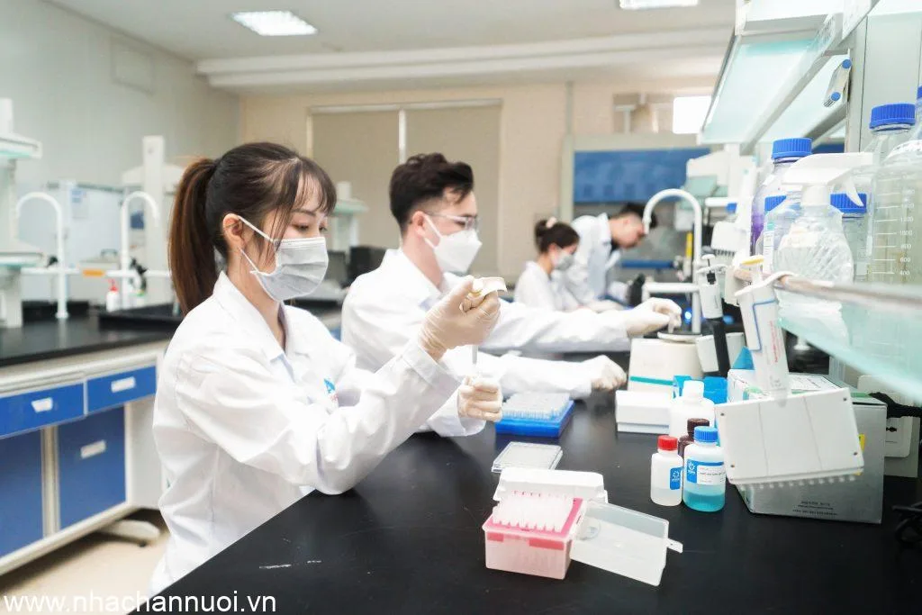 Nghiên cứu và sản xuất vắc-xin Dịch tả lợn châu Phi AVAC ASF LIVE