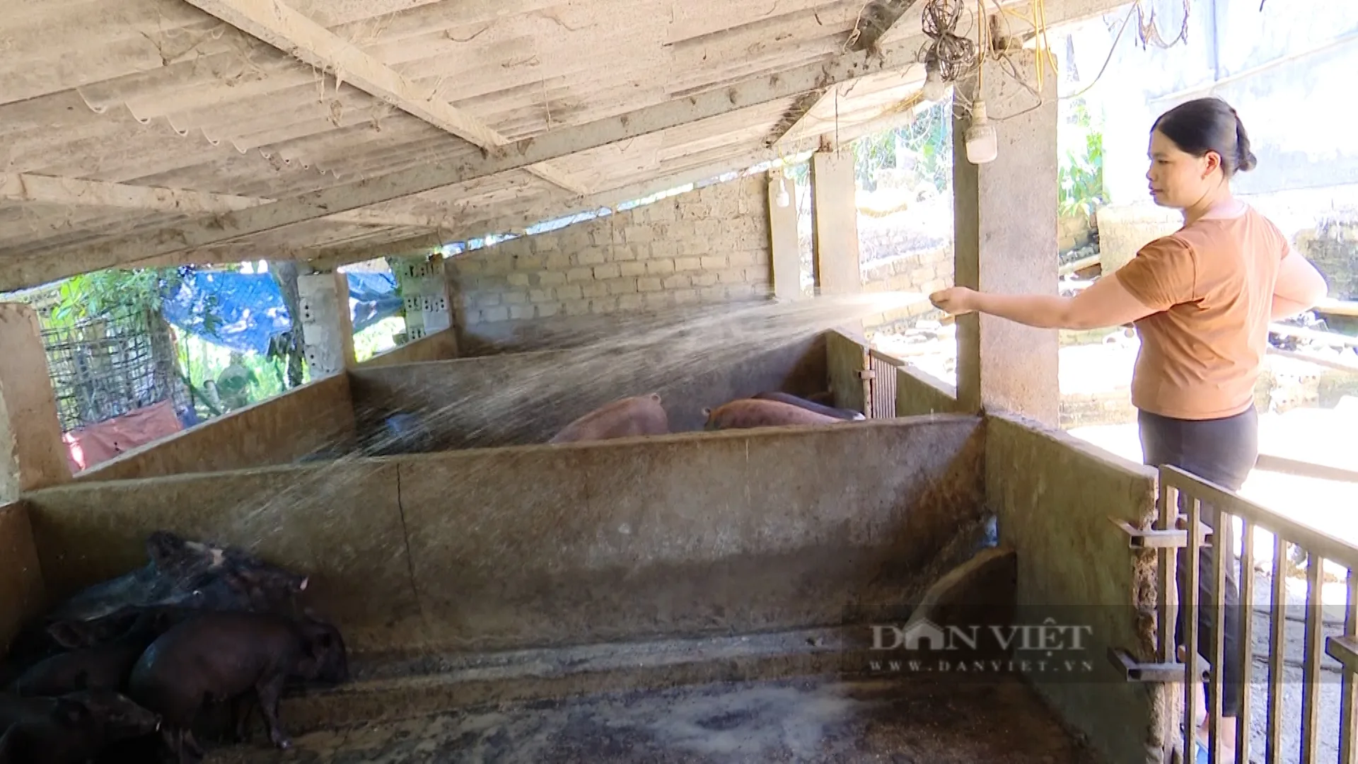 “Bão” Dịch tả lợn châu Phi quét qua: Nông dân Sơn La “mở lòng” với vắc xin mới, hiệu quả thấy rõ (Bài 4)