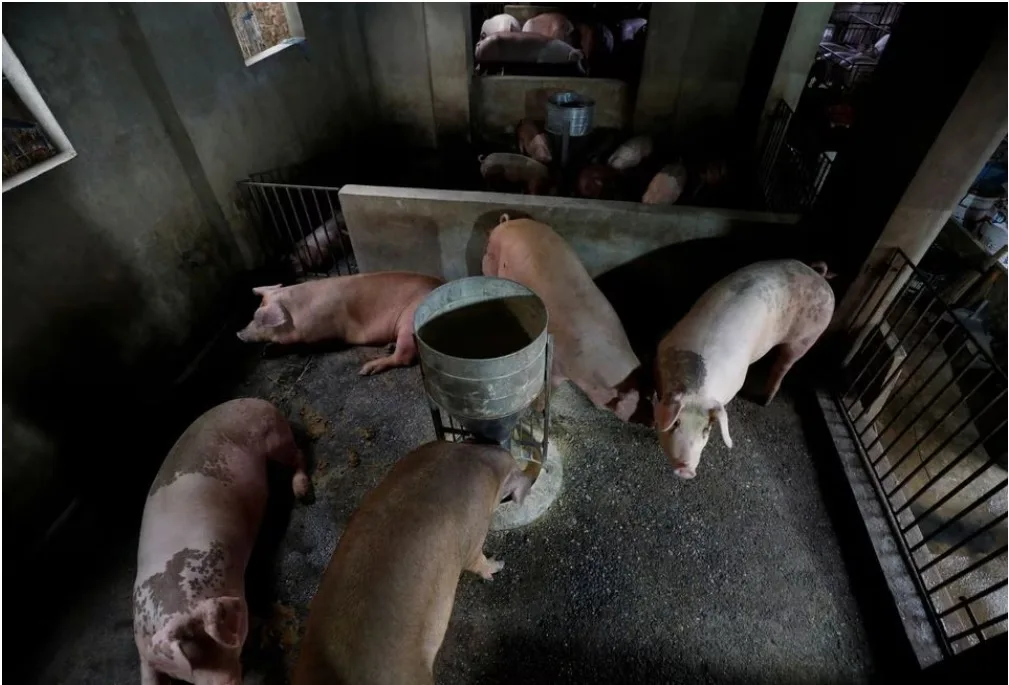 Vietnam to export 2 million swine fever vaccine doses to Philippines by October